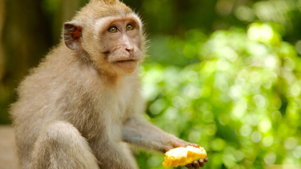 Floresta dos Macacos de Ubud caracterizando animais fofos ou amigáveis, animais de zoológico e animais