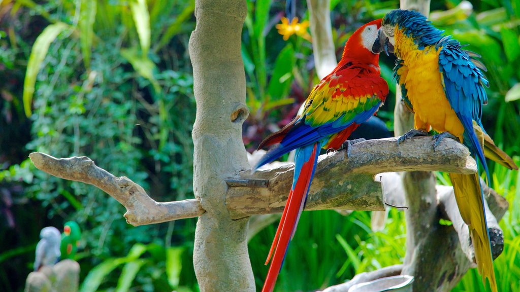 Museo Antonio Blanco mostrando vida de las aves