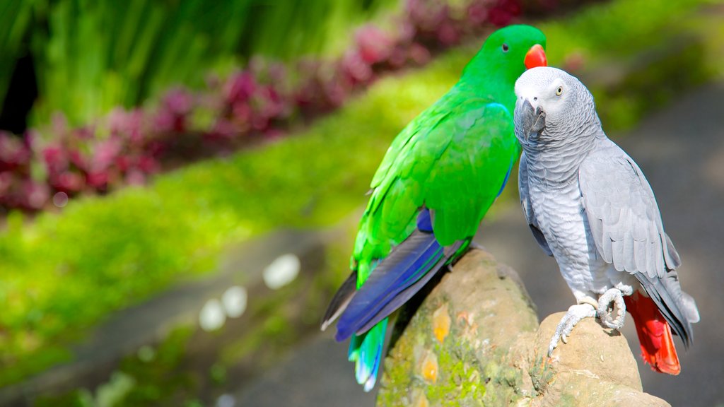 Museu Blanco que inclui vida das aves