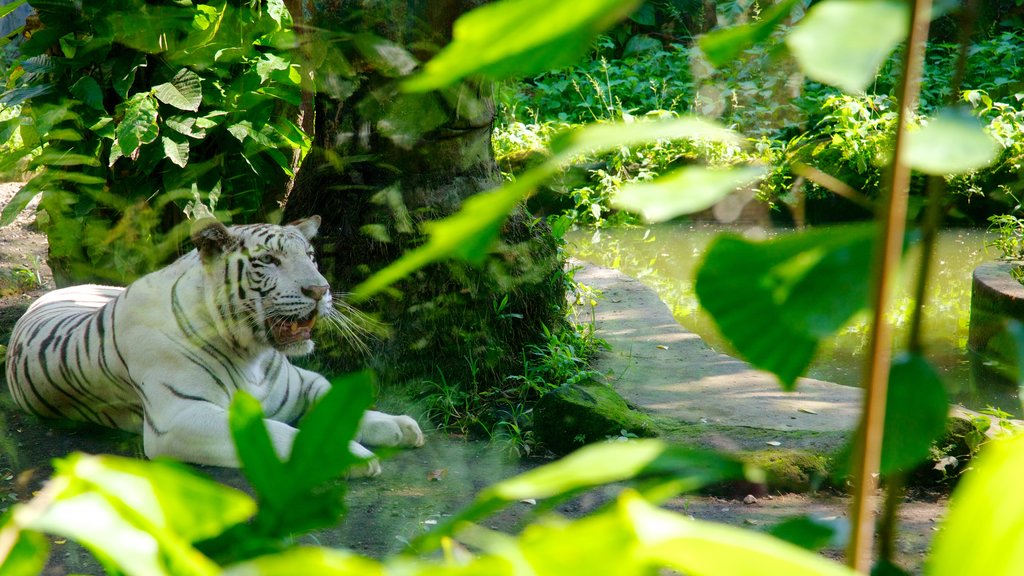 Zoológico de Bali caracterizando animais perigosos e animais de zoológico