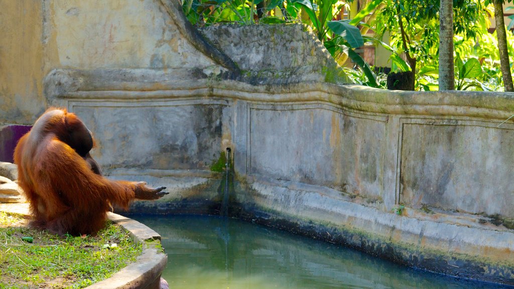 Bali Zoo showing cuddly or friendly animals, animals and zoo animals