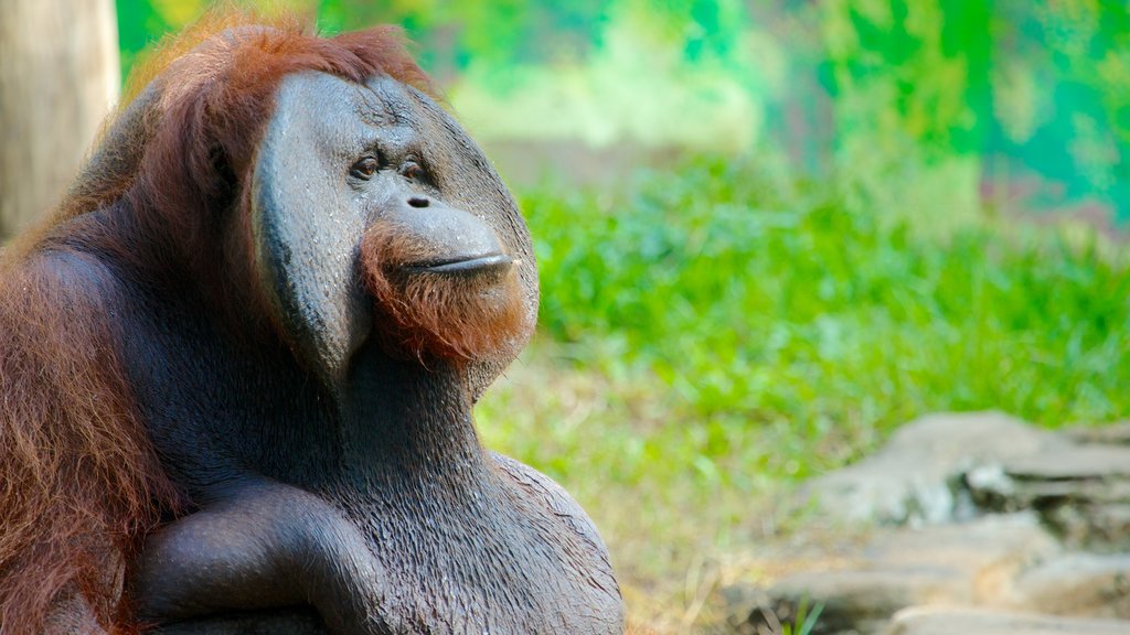 Zoo de Bali que incluye animales de zoológico, animales terrestres y animales domésticos