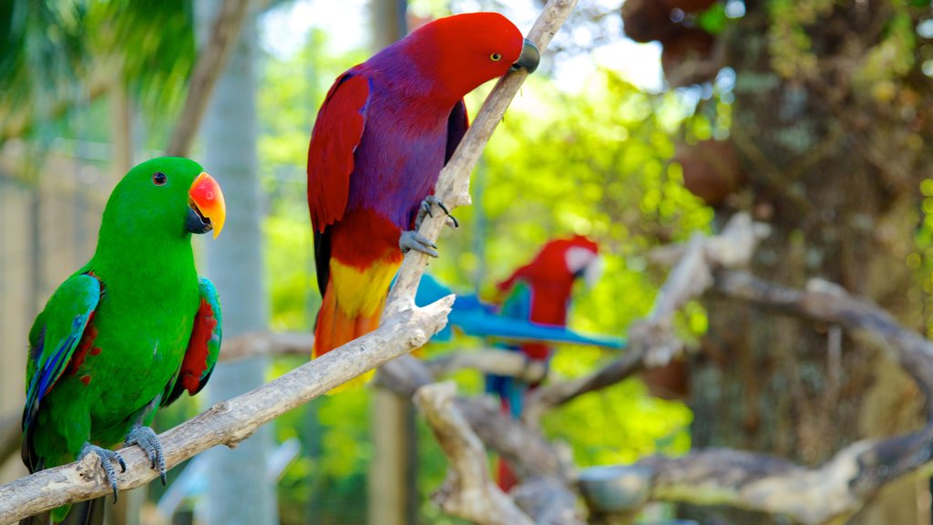 Bali Bird Park showing zoo animals and bird life