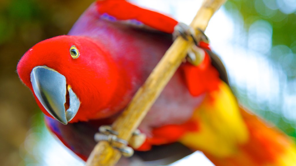 Bali Bird Park showing zoo animals and bird life