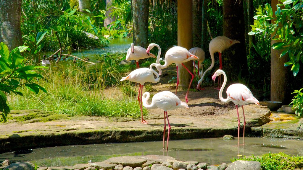 Bali Bird Park featuring a pond, zoo animals and bird life