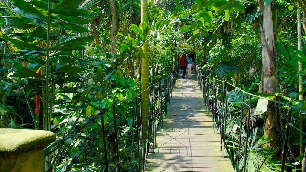 Bali Bird Park showing a garden and a bridge