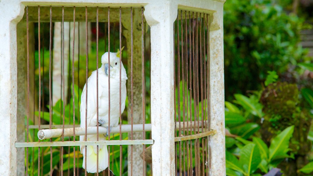 Gunung Kawi Temple featuring bird life and zoo animals