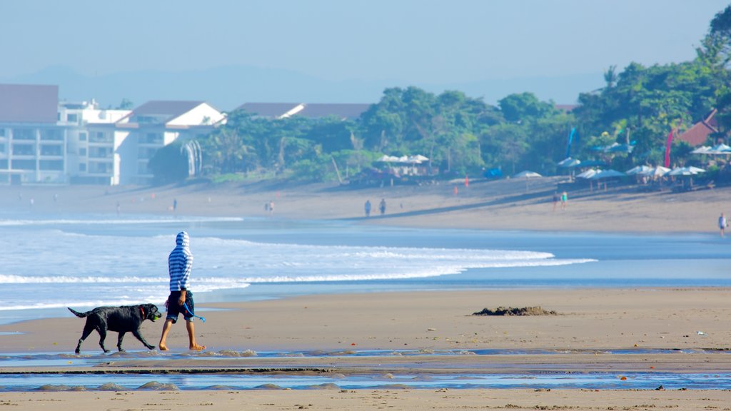 Seminyak que incluye animales tiernos y una playa y también un hombre