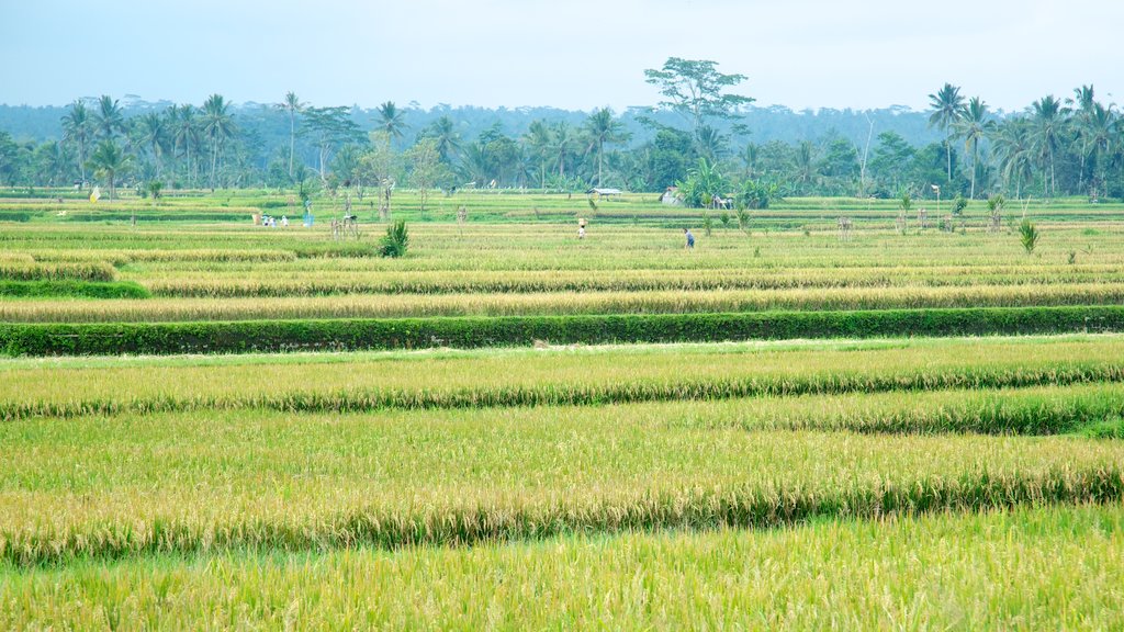 Bali showing farmland