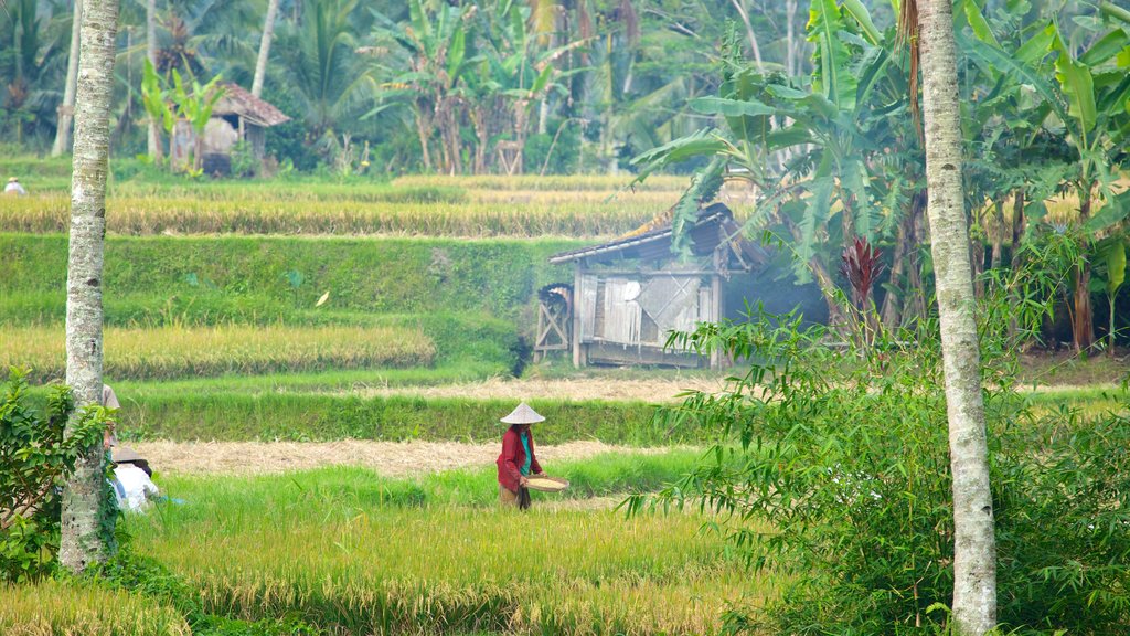 Bali mostrando granja