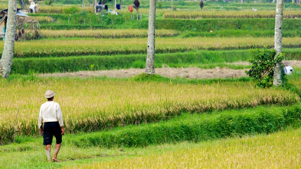 Bali featuring farmland as well as an individual male