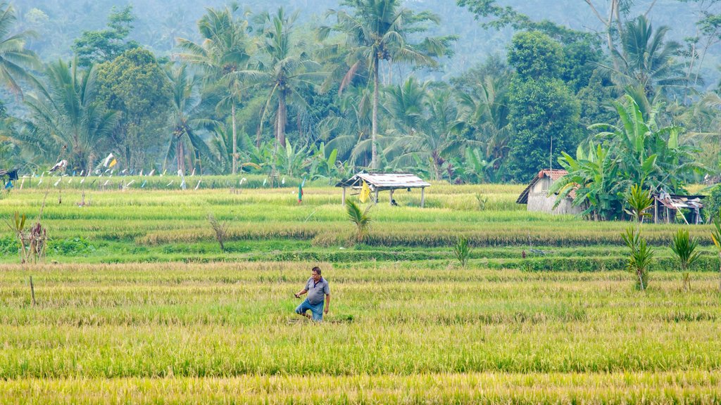 Bali que inclui fazenda assim como um homem sozinho