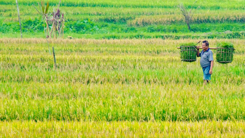 Bali featuring farmland as well as an individual male