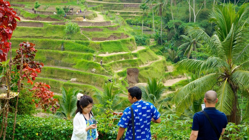 Bali ofreciendo un parque y tierras de cultivo y también un pequeño grupo de personas