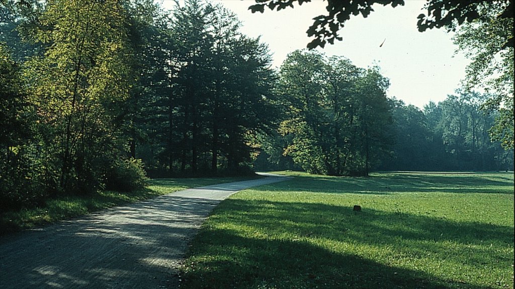 English Garden showing forest scenes and a park