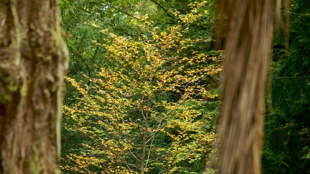 Casa y jardines Mount Stewart ofreciendo escenas forestales