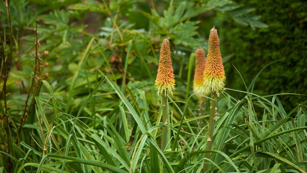 Mount Stewart House and Gardens showing wild flowers, flowers and a park