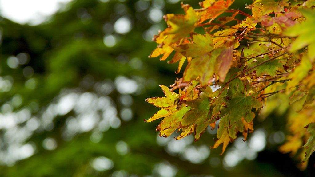 Mount Stewart House, Garden and Temple of the Winds showing autumn leaves