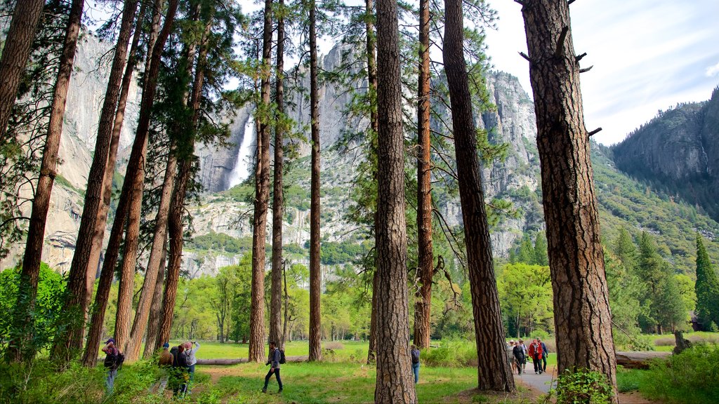 Sendero de Cook\'s Meadow mostrando bosques y también un pequeño grupo de personas