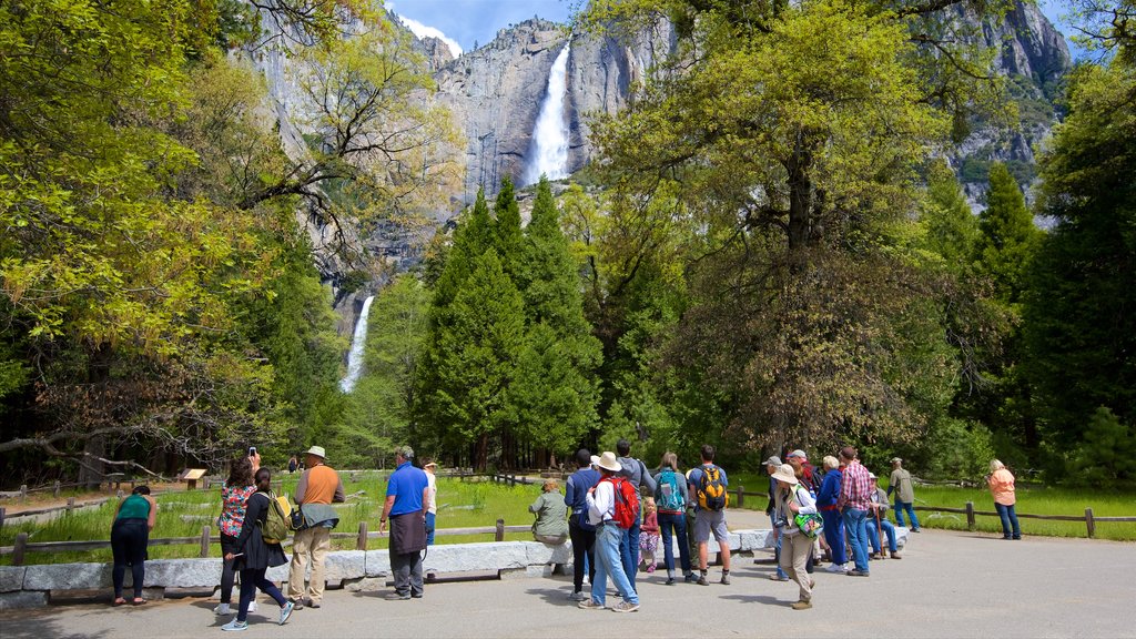 Lower Yosemite Falls som visar en kaskad, en park och berg