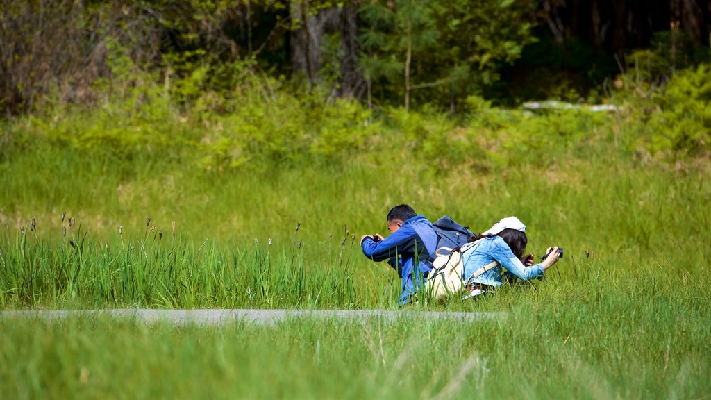 Cook\'s Meadow mostrando cenas tranquilas assim como um casal