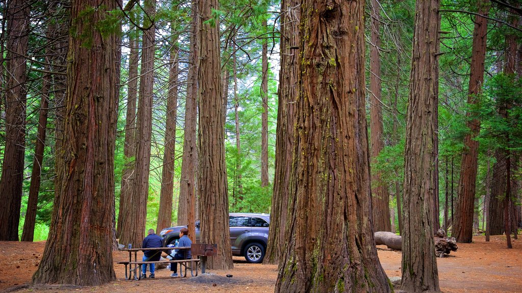 Cathedral Beach Picnic Area which includes picnicing, a park and forest scenes