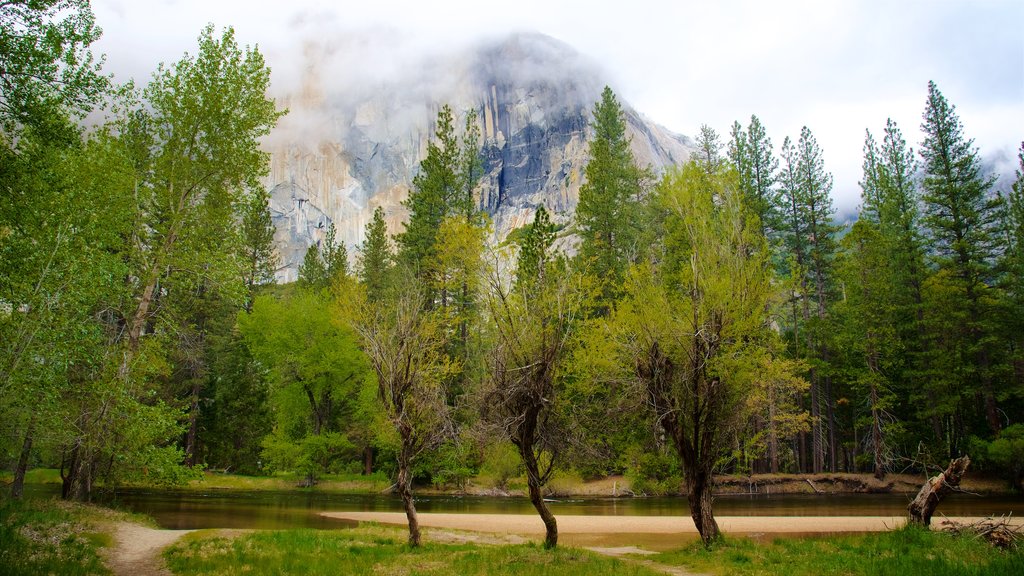 Cathedral Beach Picnic Area showing forests, a lake or waterhole and mist or fog