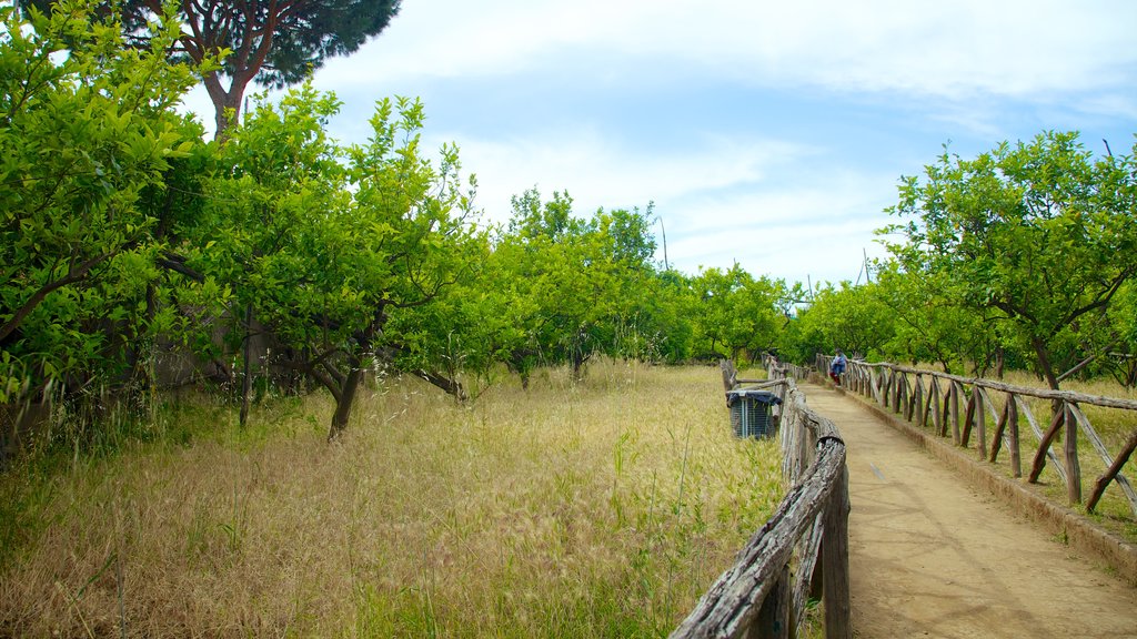 Sorrento Coast featuring farmland