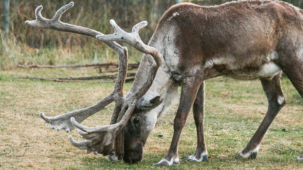 Calgary Zoo showing land animals and zoo animals