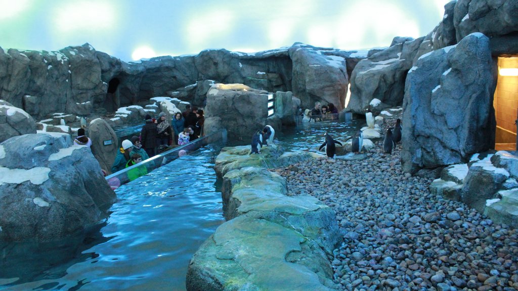 Parque zoológico de Calgary mostrando aves y animales de zoológico