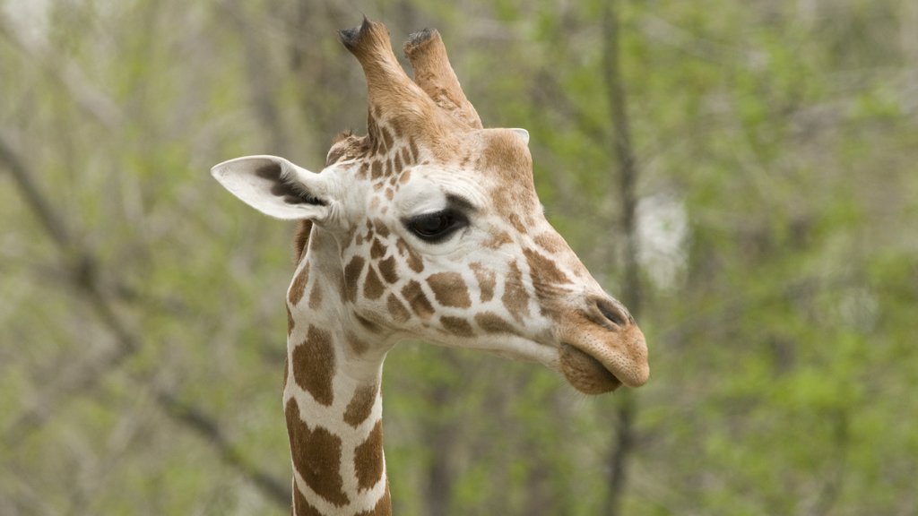 Calgary Zoo showing land animals and zoo animals