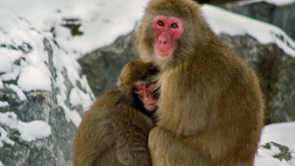 Calgary Zoo que inclui animais de zoológico, animais fofos ou amigáveis e neve