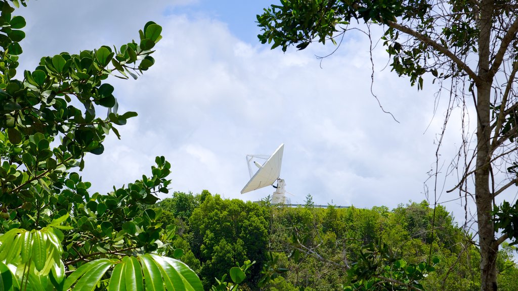 Arecibo Observatory showing forest scenes and an observatory