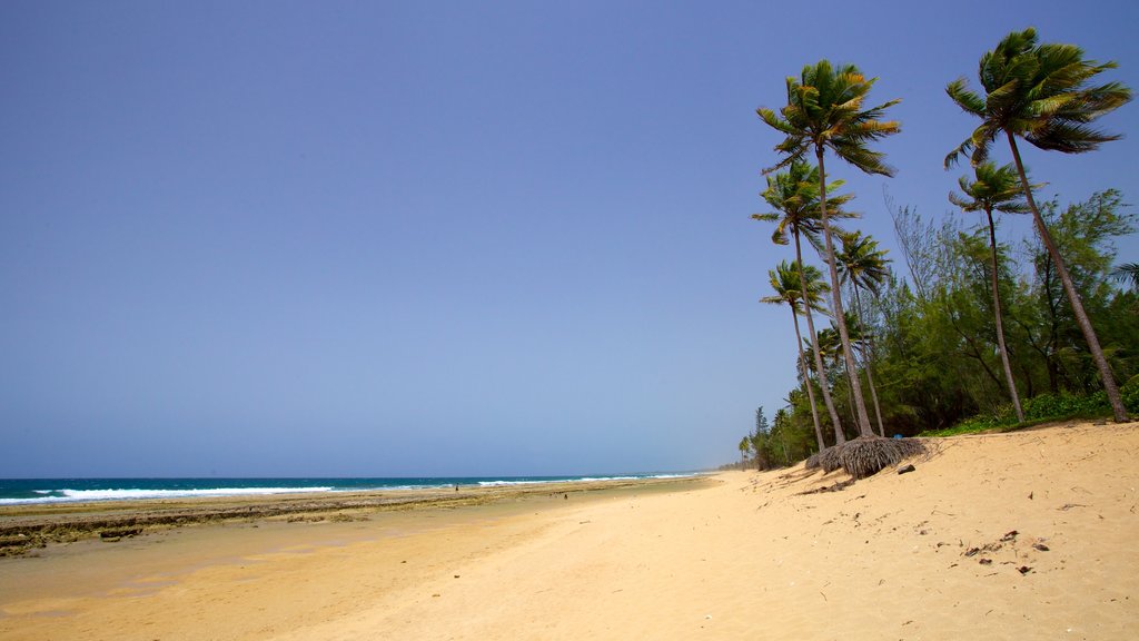 Puerto Rico showing tropical scenes and a beach