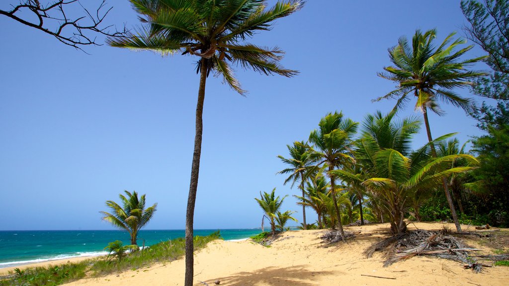 Puerto Rico showing a beach and tropical scenes