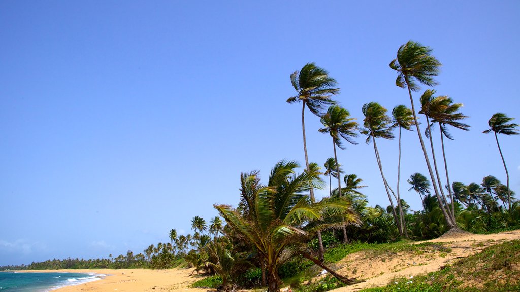 Puerto Rico mostrando una playa de arena y escenas tropicales