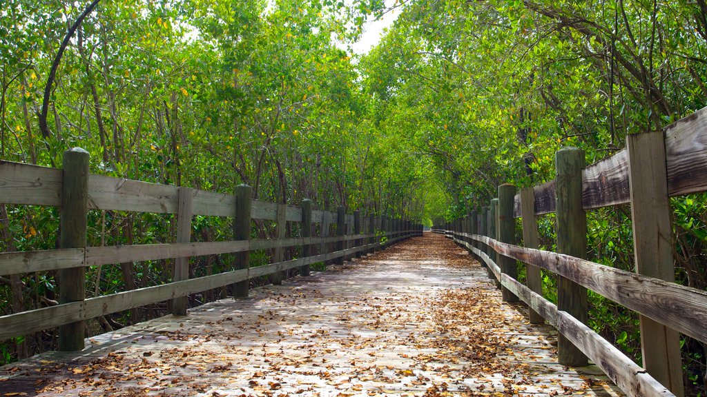 Puerto Rico qui includes paysages en forêt