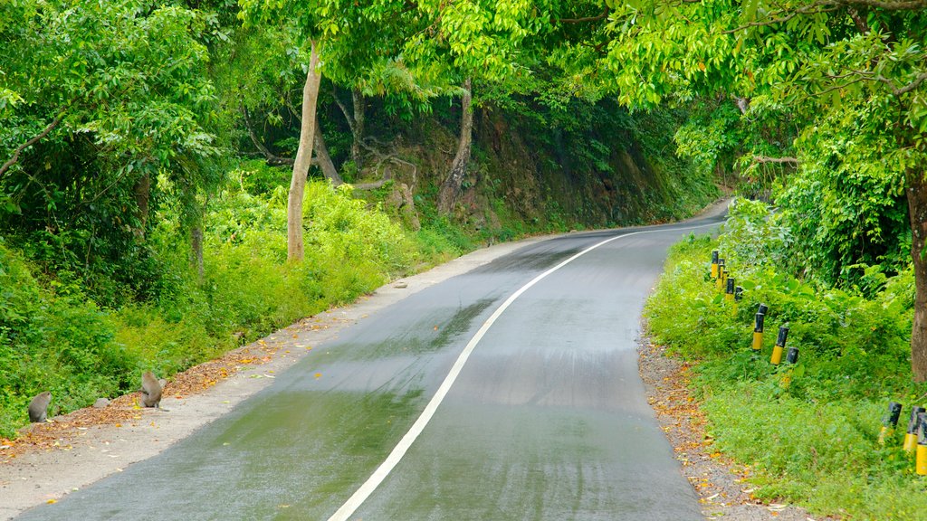 Tanjung Monkey Forest som inkluderar stillsam natur