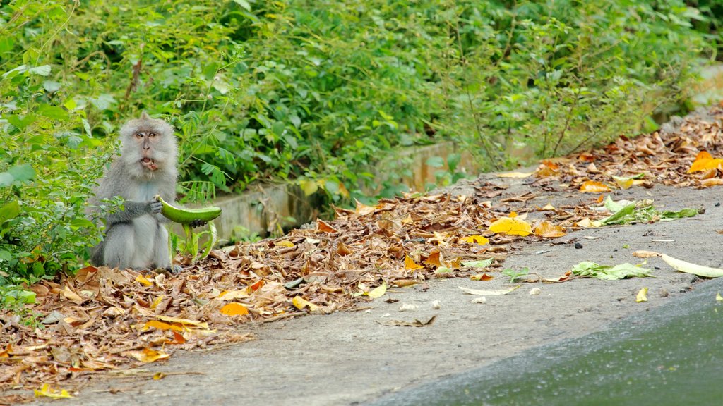 Lombok which includes animals and cuddly or friendly animals