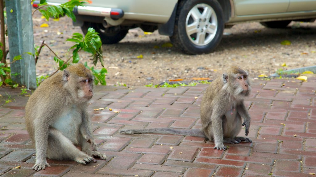 Tetebatu Monkey Forest featuring cuddly or friendly animals