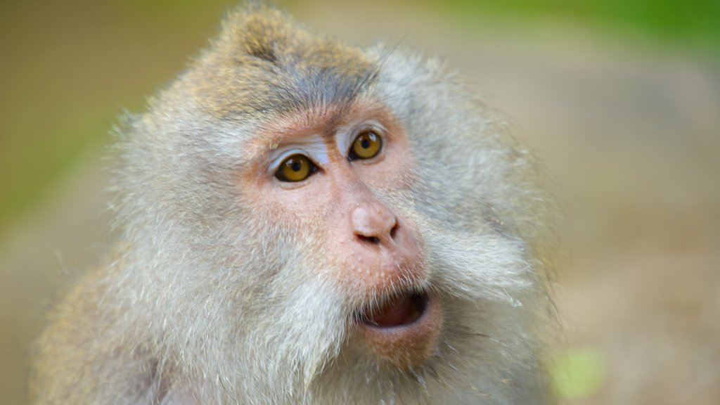 Lombok menunjukkan hewan jinak dan fauna