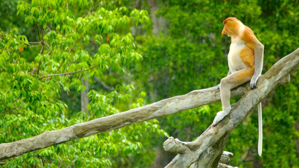 Labuk Bay Proboscis Monkey Sanctuary mostrando animais, animais de zoológico e cenas de floresta