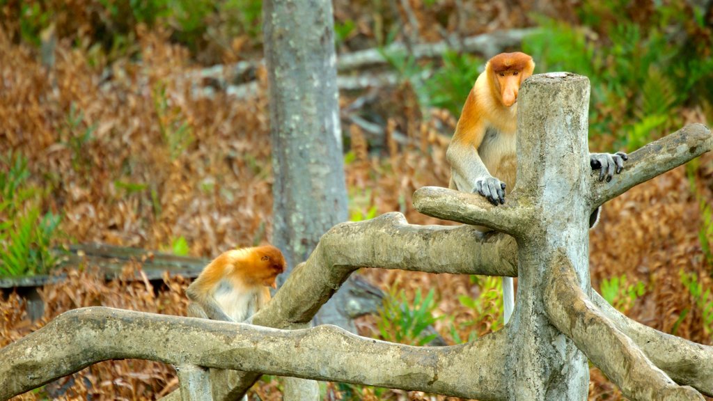 Labuk Bay Proboscis Monkey Sanctuary featuring zoo animals, animals and cuddly or friendly animals