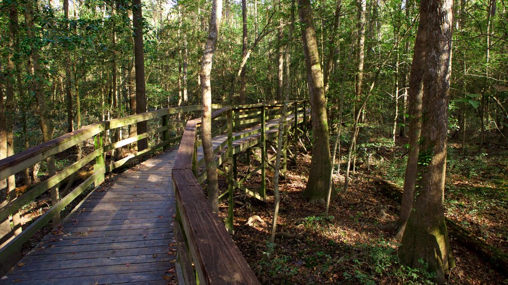 Congaree National Park showing a bridge and forest scenes