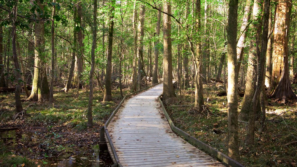 Congaree National Park featuring forests and a bridge