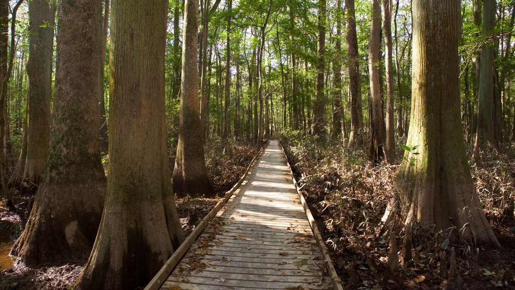 Congaree National Park som omfatter skovområder og en bro