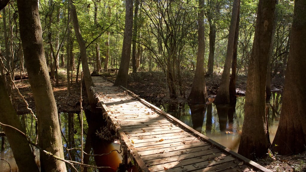 Congaree National Park som viser en flod eller et vandløb, en bro og skove