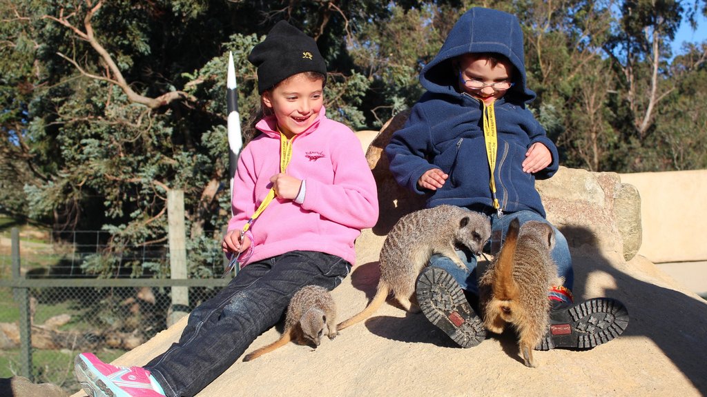 Wellington Zoo showing cuddly or friendly animals and zoo animals as well as children