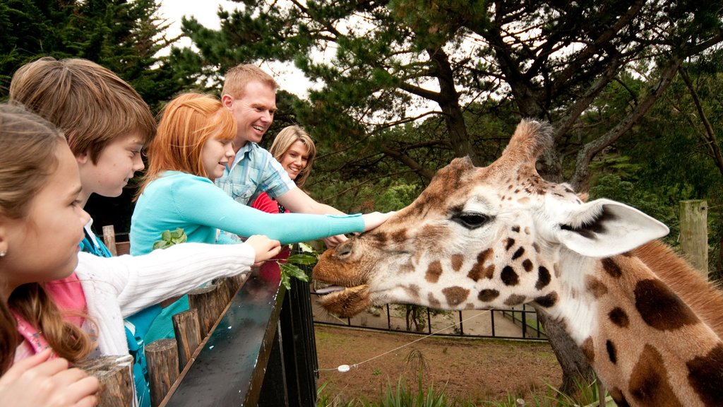 Wellington Zoo showing zoo animals and land animals as well as a family