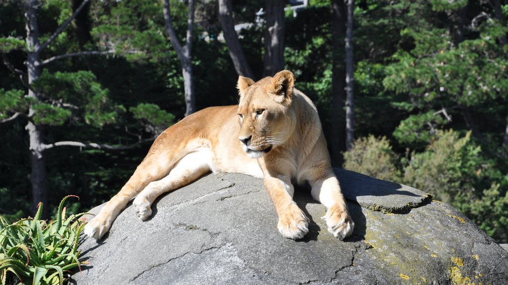 Wellington Zoo showing zoo animals and dangerous animals